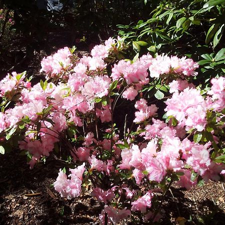Kubba Roonga Guesthouse - Boutique Luxury Spa Retreat & Gardens - Blue Mountains ブラックヒース エクステリア 写真
