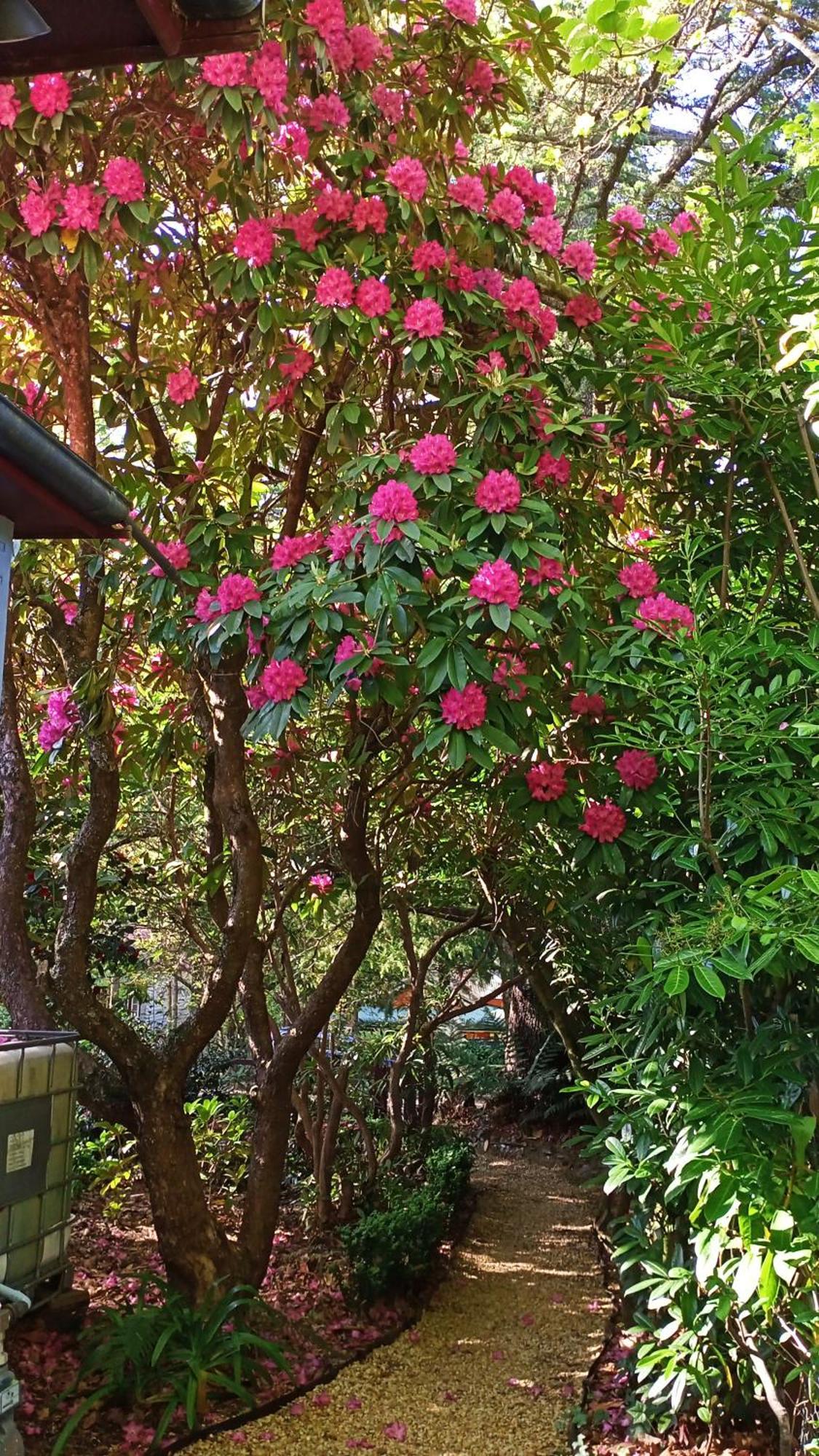 Kubba Roonga Guesthouse - Boutique Luxury Spa Retreat & Gardens - Blue Mountains ブラックヒース エクステリア 写真