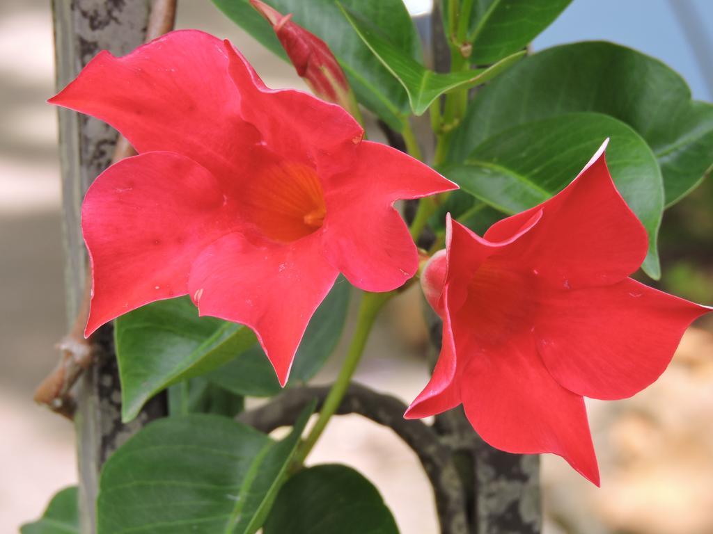 Kubba Roonga Guesthouse - Boutique Luxury Spa Retreat & Gardens - Blue Mountains ブラックヒース エクステリア 写真
