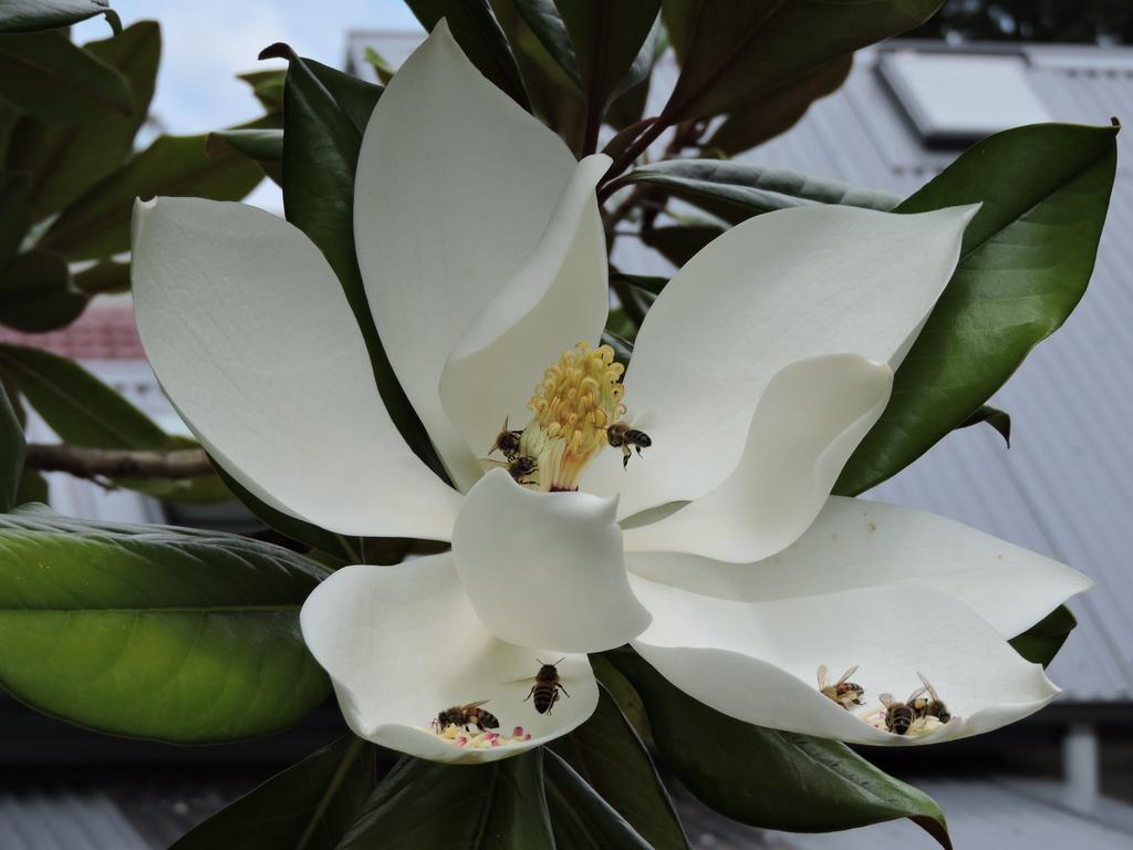 Kubba Roonga Guesthouse - Boutique Luxury Spa Retreat & Gardens - Blue Mountains ブラックヒース エクステリア 写真